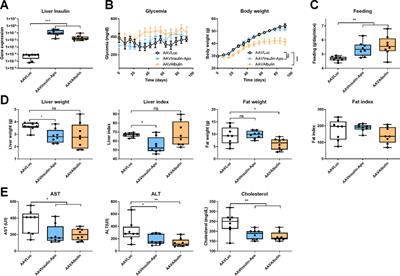 Insulin Fused to Apolipoprotein A-I Reduces Body Weight and Steatosis in DB/DB Mice